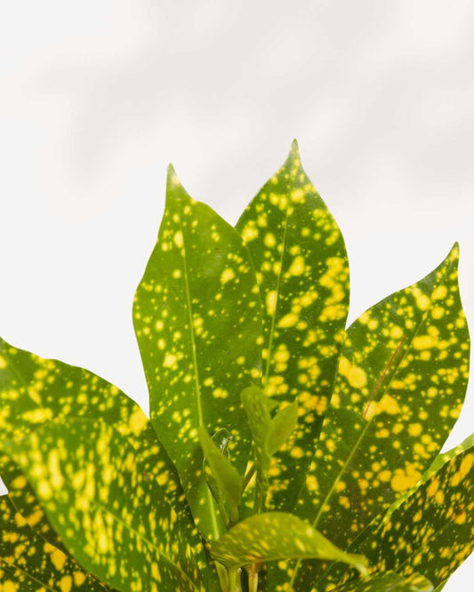 Croton Gold Dust 3.5" Pot - Small
