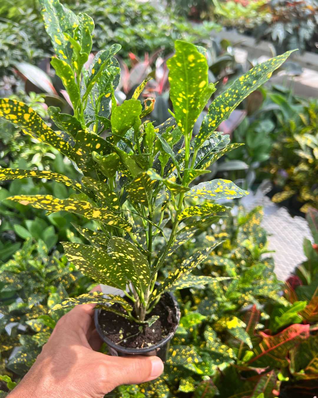 Croton Gold Dust