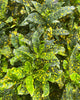 Croton Gold Dust