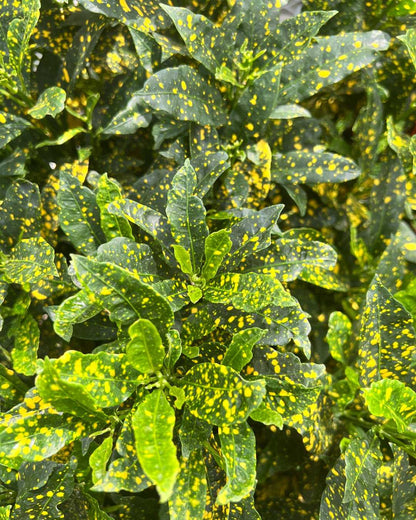 Croton Gold Dust
