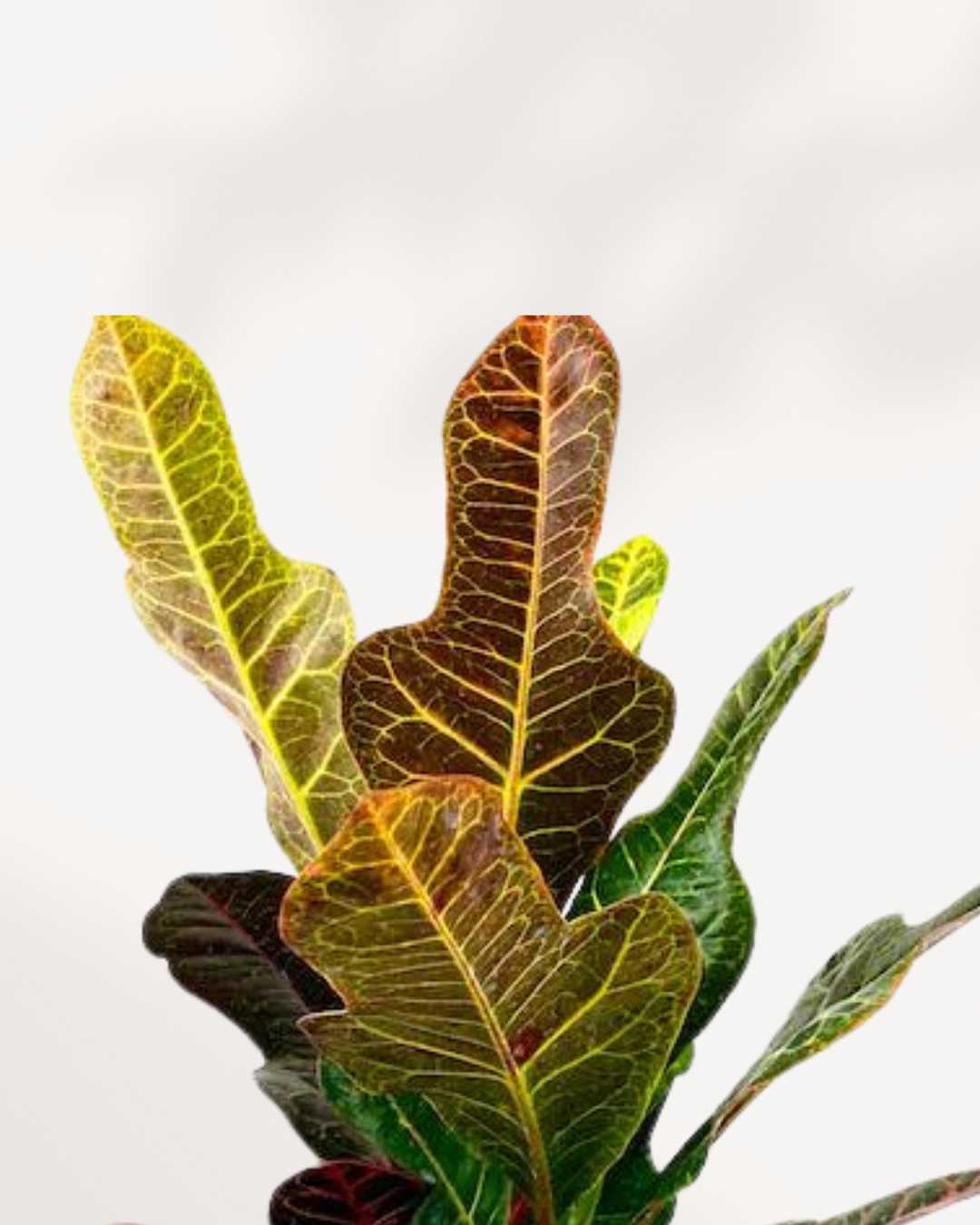 Croton Magnificent