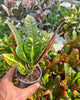 Croton Magnificent