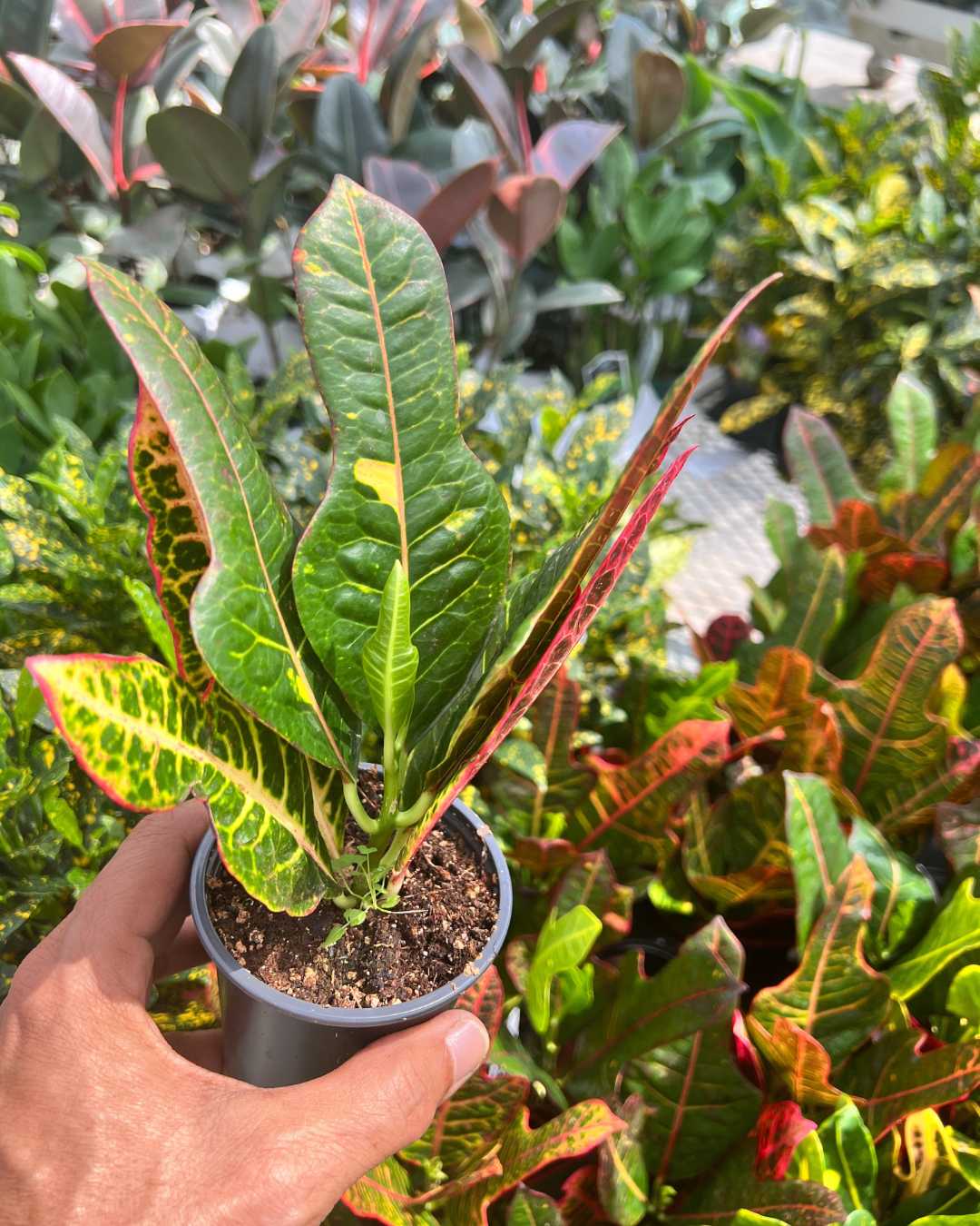 Croton Magnificent