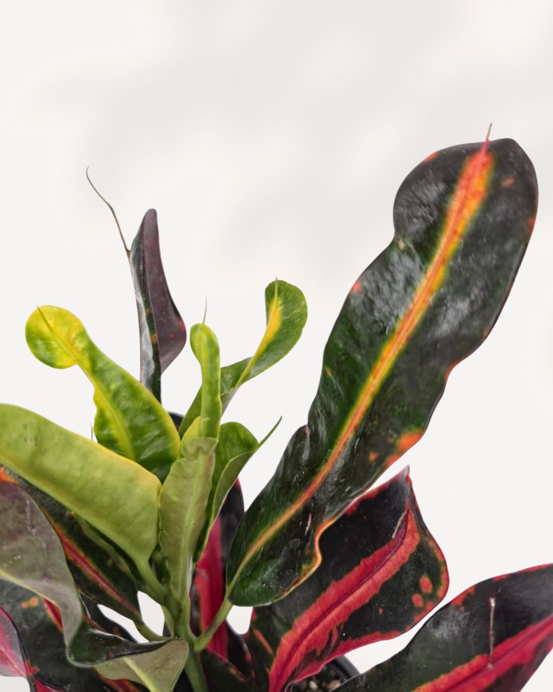 Close up of Croton Mammy plant highlighting bold red, yellow, and green variegation, premium indoor plant delivered across Toronto GTA