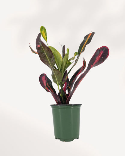 Croton Mammy small plant front view, vibrant indoor houseplant with twisted colorful leaves, available in Richmond Hill GTA for delivery and in store pickup