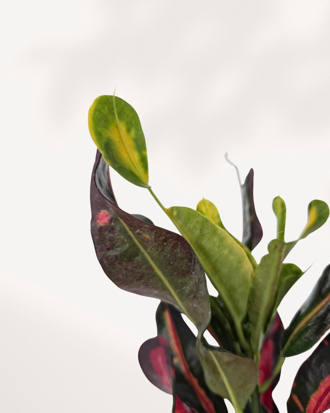 Detailed closeup of Croton Mammy leaves with curled shape and vivid multicolor patterns, healthy houseplant ideal for bright indoor spaces in GTA