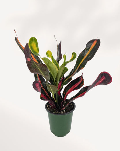 Croton Mammy top front view showing dense foliage and bright variegated leaves, tropical houseplant for sale online and in store Richmond Hill GTA