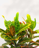 Croton Oakleaf