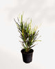 Croton Picasso's Paintbrush 3.5" Pot - Small