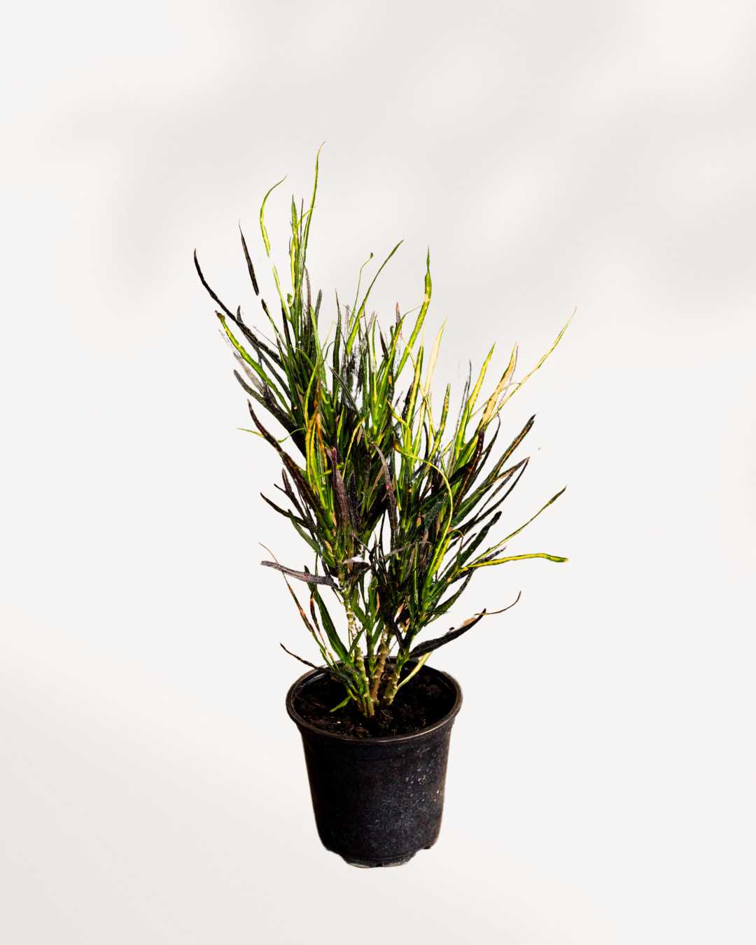 Croton Picasso's Paintbrush 3.5" Pot - Small