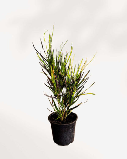 Croton Picasso's Paintbrush 3.5" Pot - Small