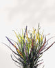 Croton Picasso's Paintbrush