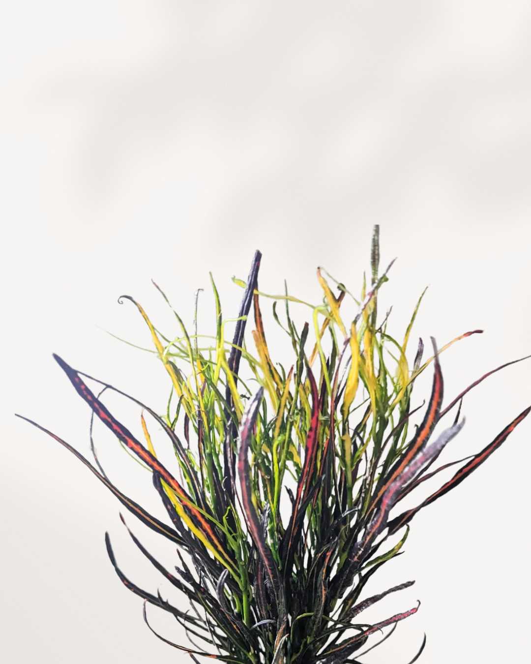 Croton Picasso's Paintbrush
