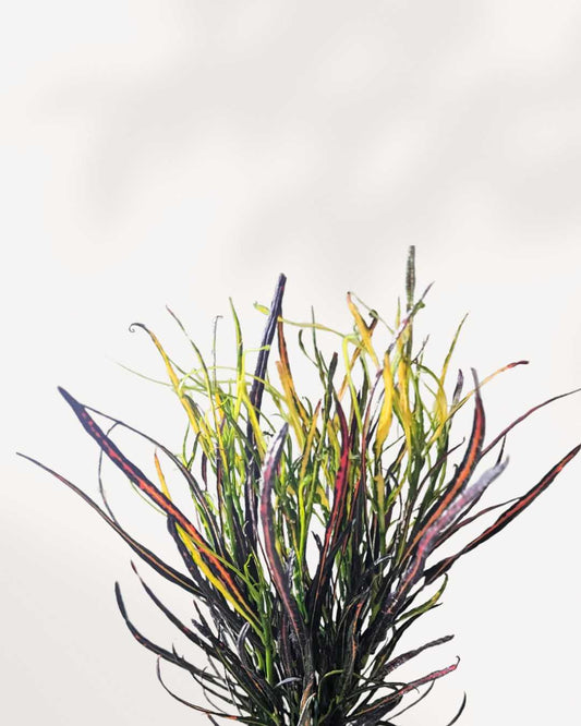 Croton Picasso's Paintbrush 3.5" Pot - Small