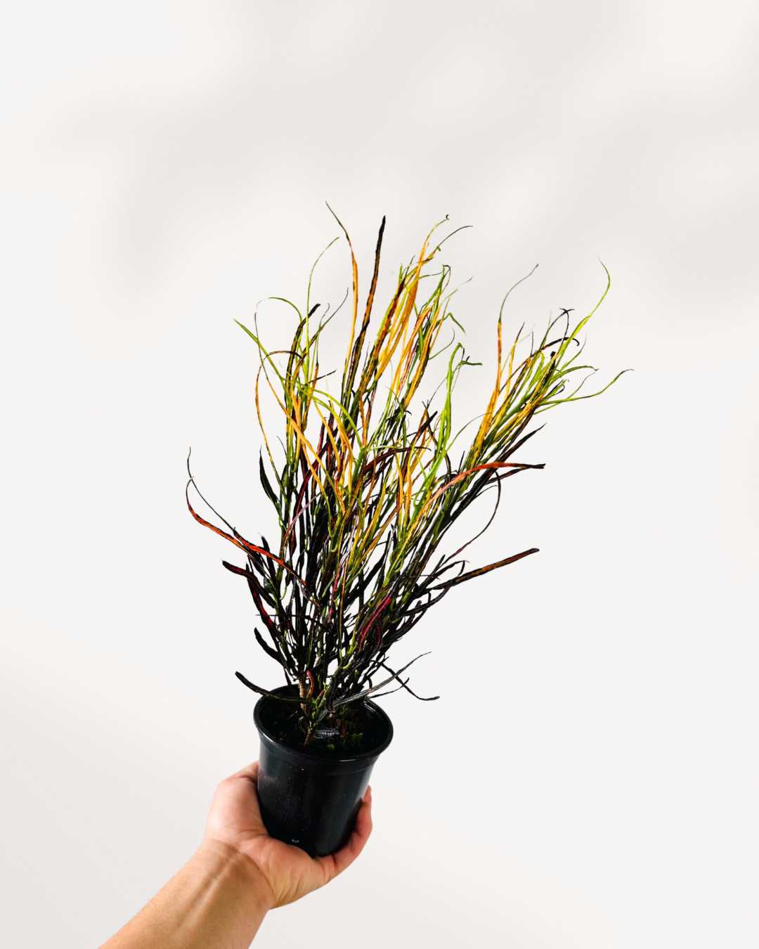 Croton Picasso's Paintbrush