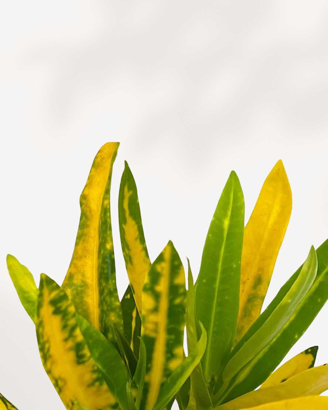 Croton Sunshine