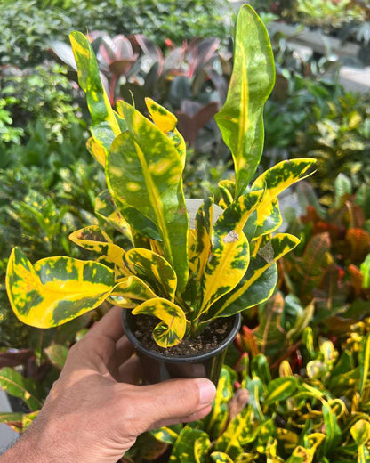 Croton Sunshine