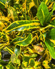 Croton Sunshine