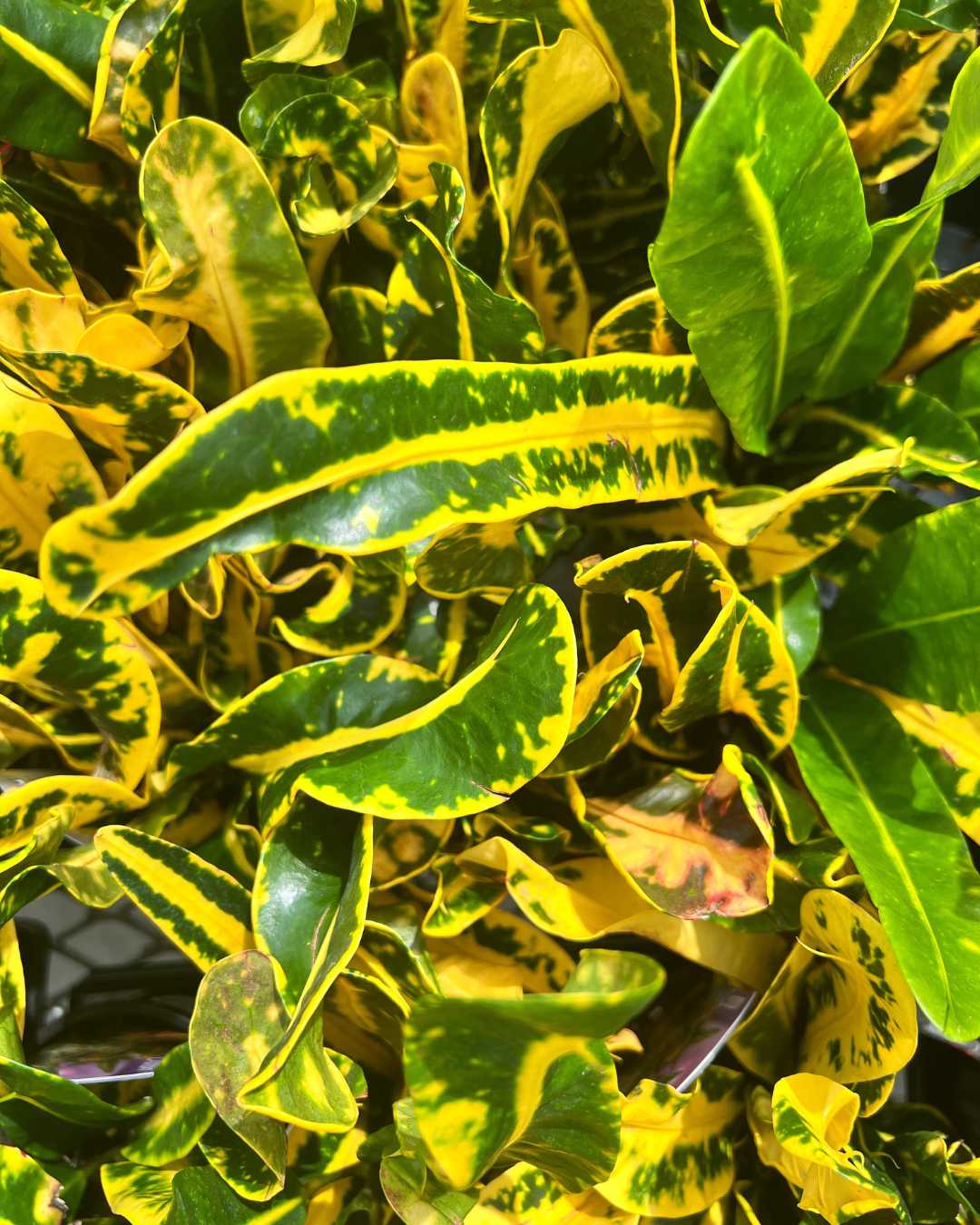 Croton Sunshine