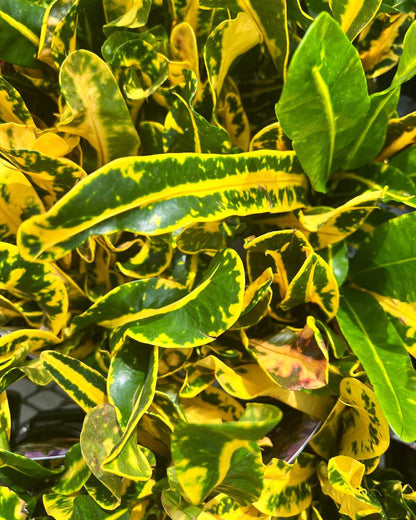 Croton Sunshine