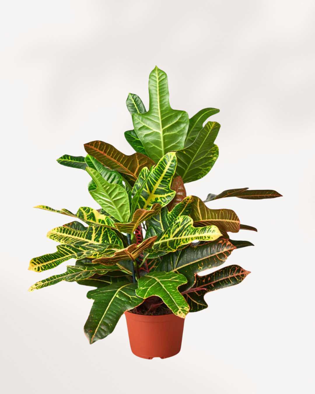 Croton Oakleaf 5" Pot - Medium