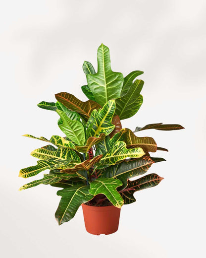 Croton Oakleaf 5" Pot - Medium