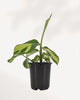 Ctenanthe Lubbersiana Golden Mosaic