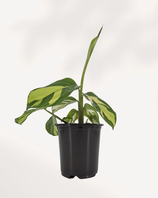 Ctenanthe Lubbersiana Golden Mosaic