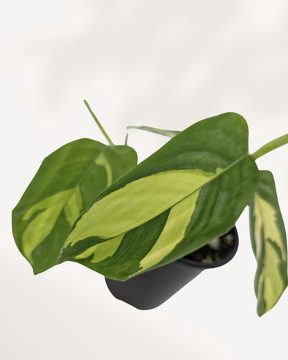Ctenanthe Lubbersiana Golden Mosaic