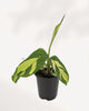 Ctenanthe Lubbersiana Golden Mosaic