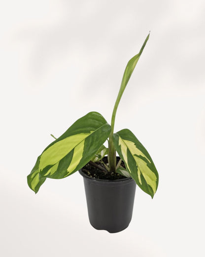 Ctenanthe Lubbersiana Golden Mosaic