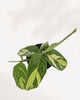 Ctenanthe Lubbersiana Golden Mosaic