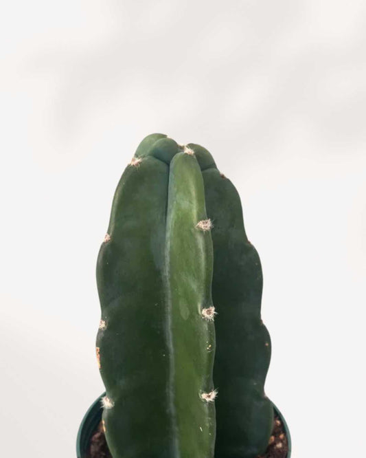 Cactus Cuddly 4" Pot - XSmall