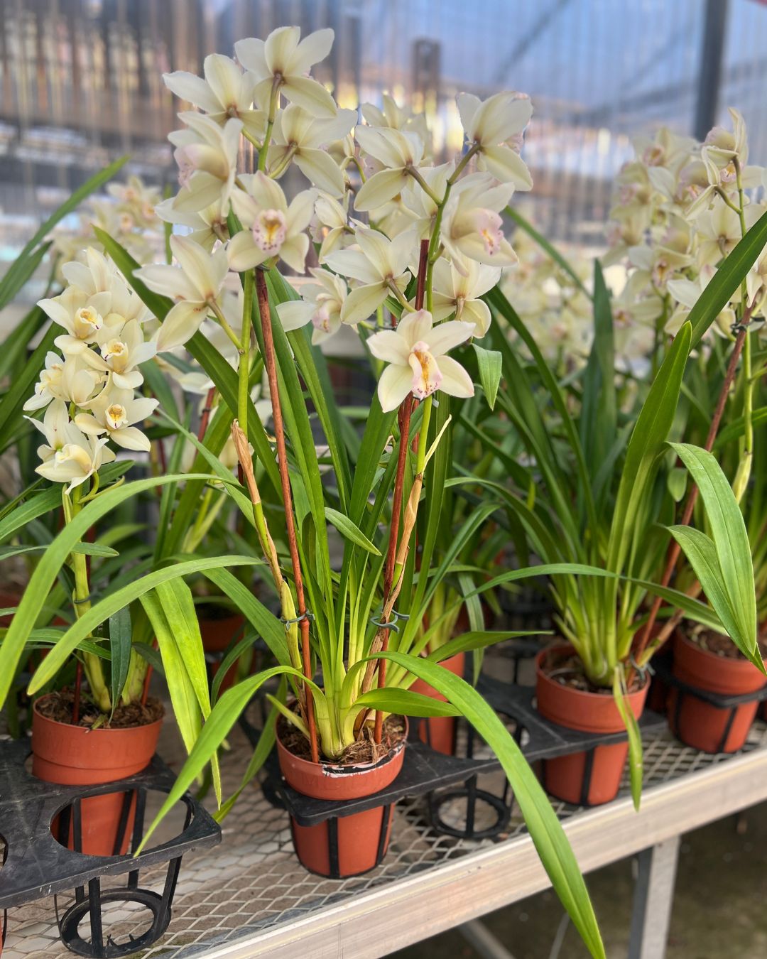 Cymbidium orchid with tall stems and fresh open blooms sitting in a Grow pot | Shop Online mygraenscape.com