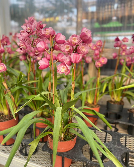 Cymbidium orchid with tall stems and fresh open blooms sitting in a Grow pot | Shop Online mygraenscape.com