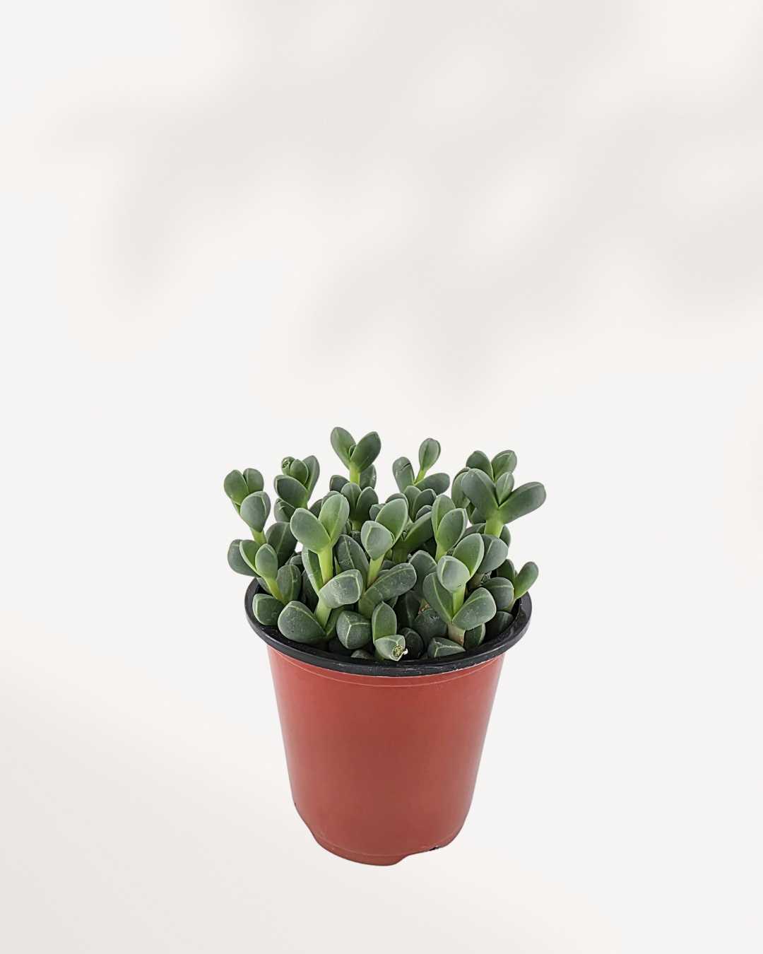 Delosperma Lehmannii | Buy Online