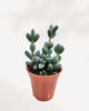 Delosperma Lehmannii 2" Pot - XSmall