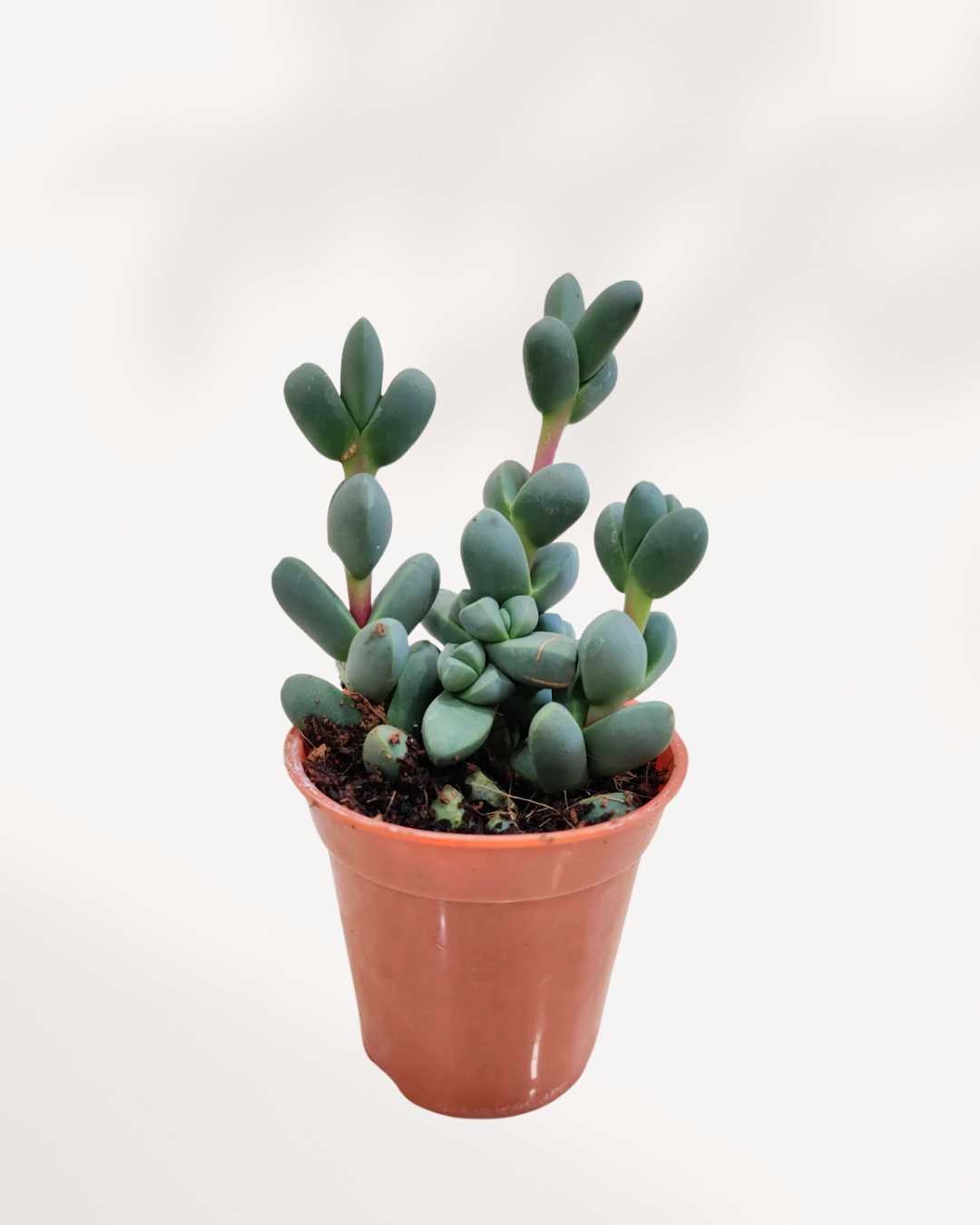Delosperma Lehmannii 2" Pot - XSmall