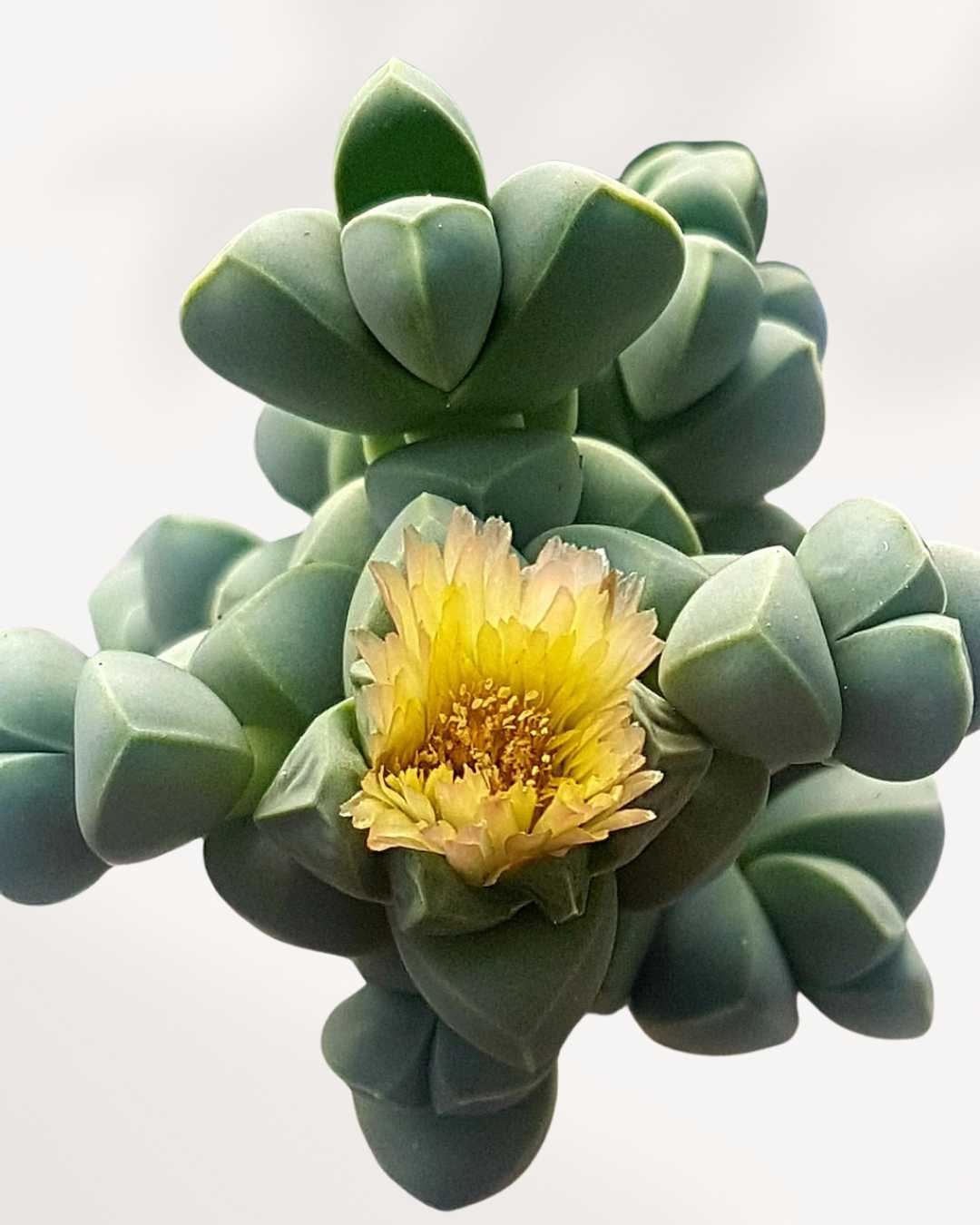 Delosperma Lehmannii | Buy Online