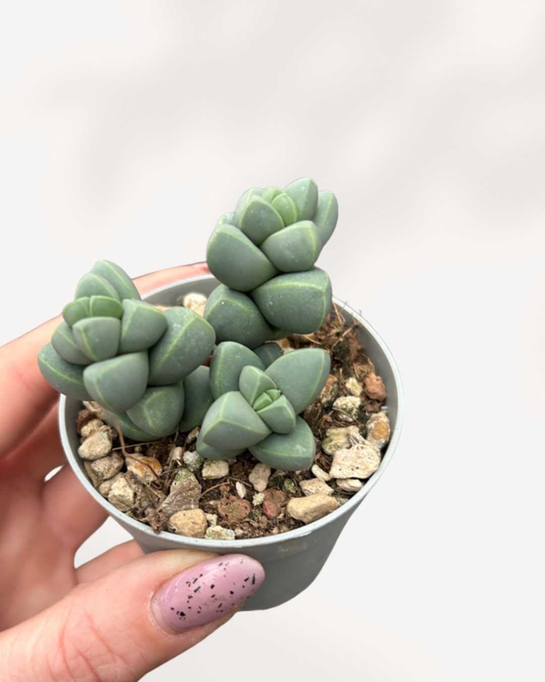 Delosperma Lehmannii | Buy Onine