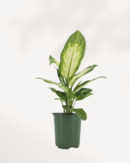 Dieffenbachia Camille indoor plant full view with variegated green and cream leaves, perfect houseplant for low to medium light