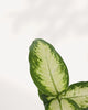 Close-up of Dieffenbachia Camille leaf showing variegated cream and green patterns, highlighting texture and healthy foliage