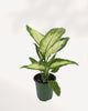 Top view of Dieffenbachia Camille showing dense, lush variegated leaves, ideal tropical indoor plant for home decor