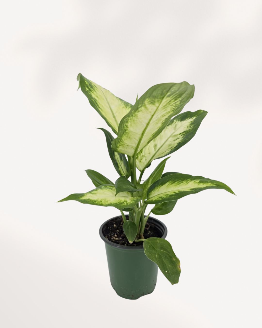 Top view of Dieffenbachia Camille showing dense, lush variegated leaves, ideal tropical indoor plant for home decor