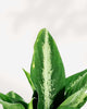 Close-up of Dieffenbachia Panther's silver-mottled leaves