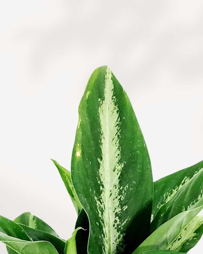 Close-up of Dieffenbachia Panther's silver-mottled leaves
