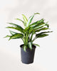 Dieffenbachia Panther 8" Pot - Large