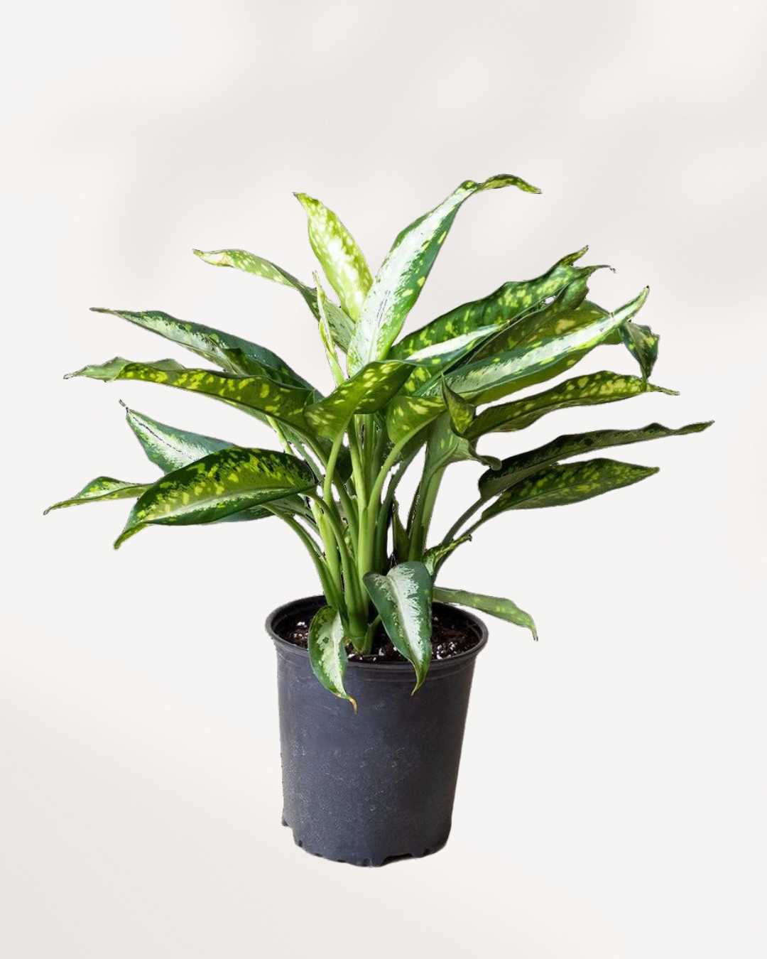 Dieffenbachia Panther 8" Pot - Large