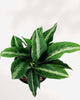 Dieffenbachia Panther plant in a pot