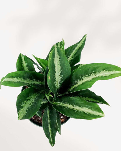 Dieffenbachia Panther plant in a pot